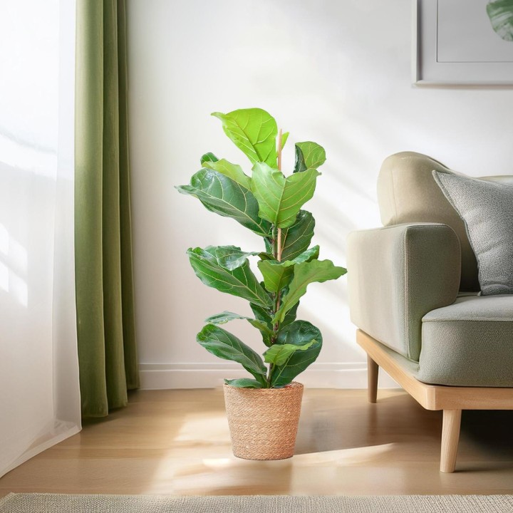 Ficus Lyrata With Basket Sofia Natural - 80Cm - Ø21