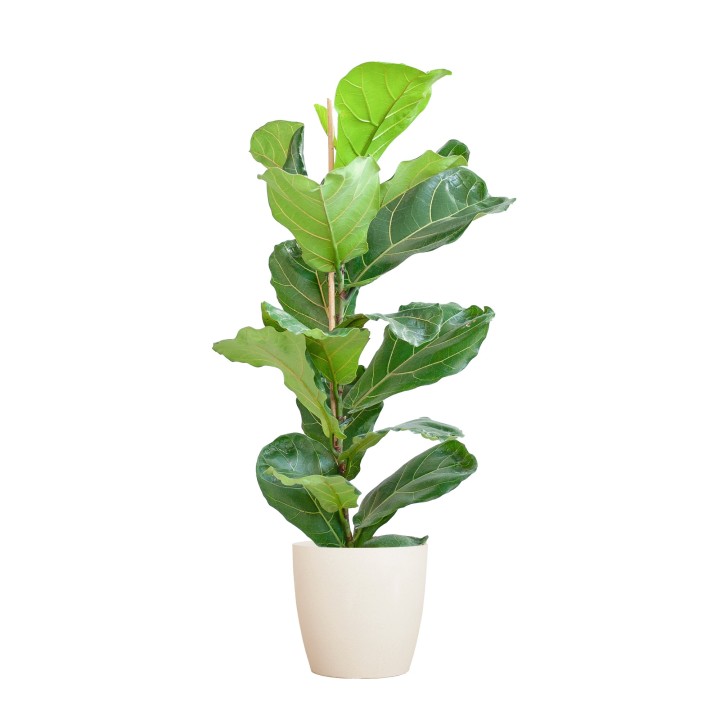 Ficus Lyrata With Viber Pot White - 80Cm - Ø21