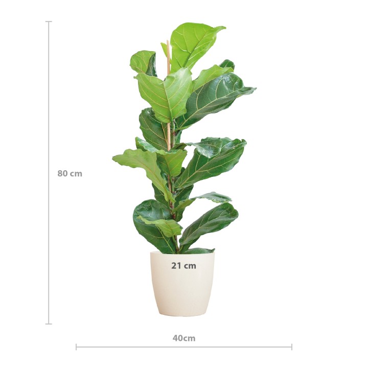 Ficus Lyrata With Viber Pot White - 80Cm - Ø21