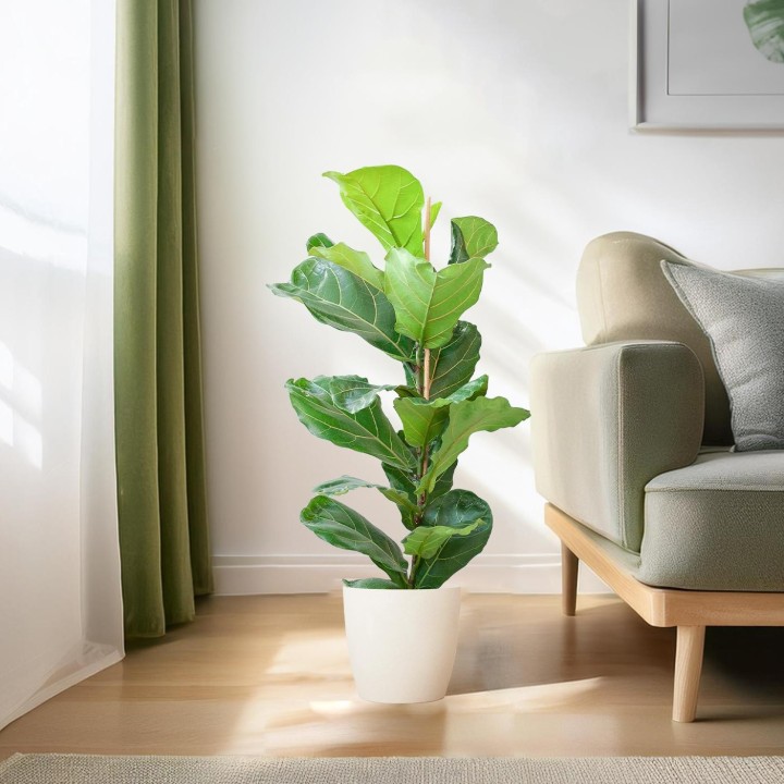 Ficus Lyrata With Viber Pot White - 80Cm - Ø21