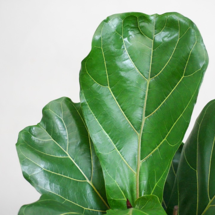 Ficus Lyrata With Viber Pot White - 80Cm - Ø21