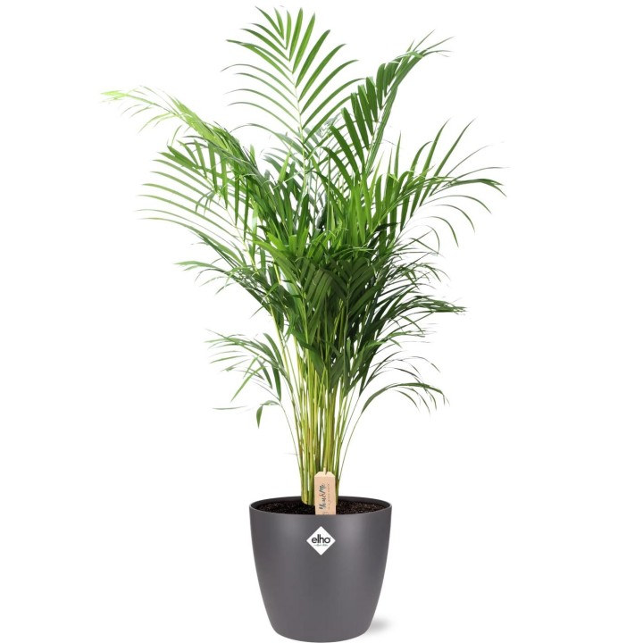 Dypsis Lutescens (Areca) - Ø24Cm - ↕110Cm + Pot Brussels D25X23Cm - Anthracite