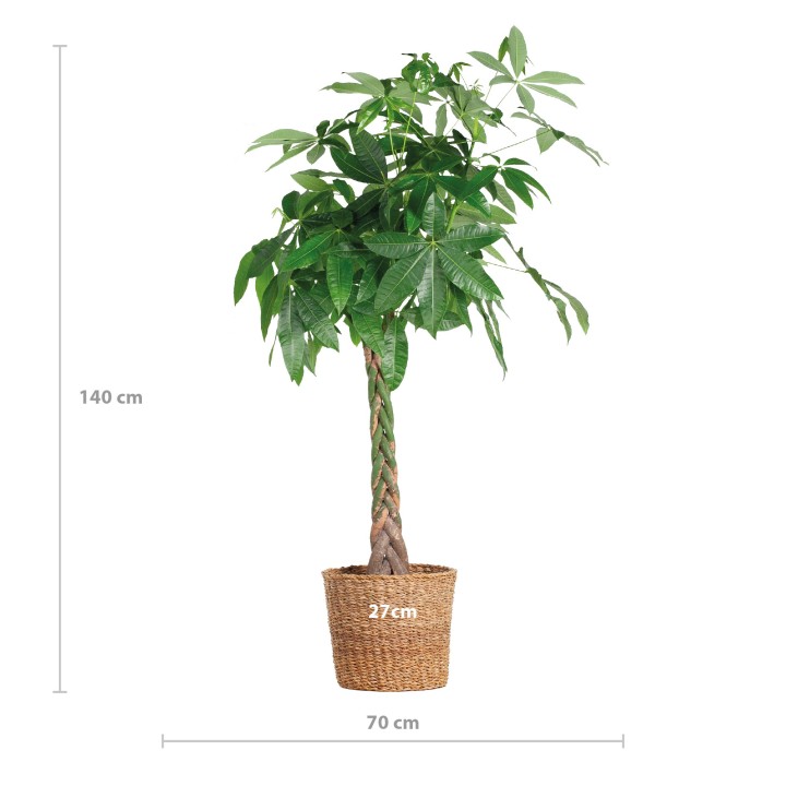 Pachira Aquatica Xl With Torun Basket - 140Cm - Ø24