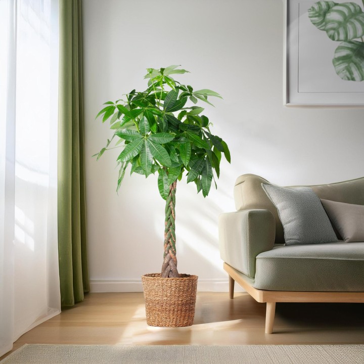 Pachira Aquatica Xl With Torun Basket - 140Cm - Ø24