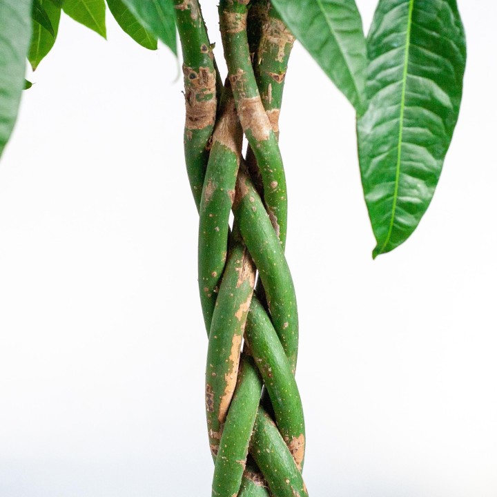 Pachira Aquatica Xl With Torun Basket - 140Cm - Ø24
