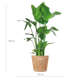 Strelitzia Nicolai Xl With Torun Basket - 140Cm - Ø27