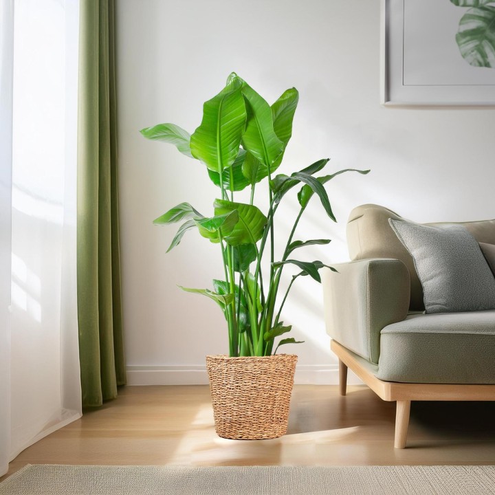 Strelitzia Nicolai Xl With Torun Basket - 140Cm - Ø27