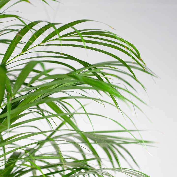 Areca Palm (Dypsis) Xl With Basket Torun - 120Cm - Ø24