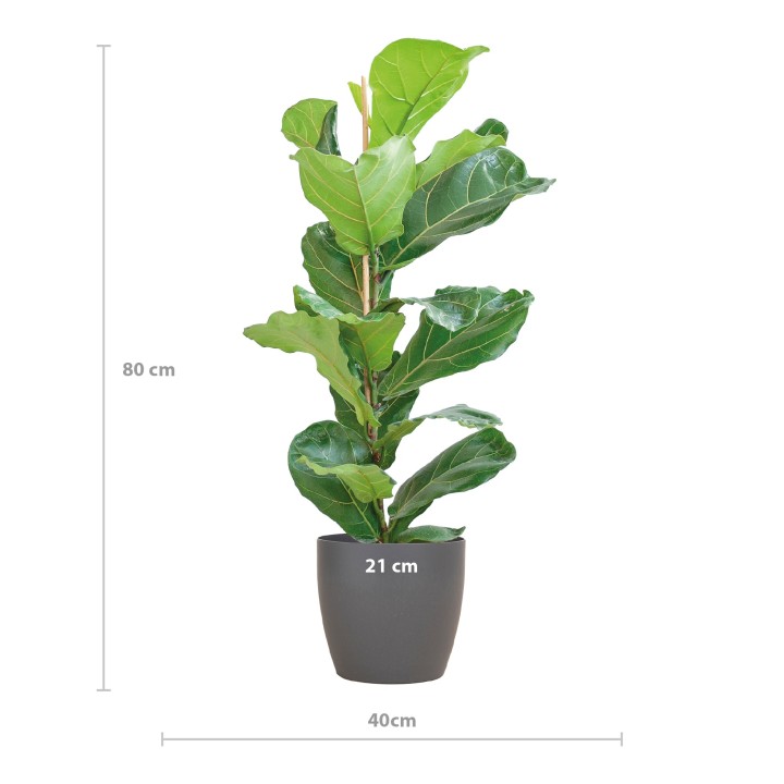 Ficus Lyrata With Viber Pot Grey - 80Cm - Ø21