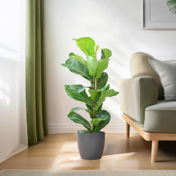 Ficus Lyrata With Viber Pot Grey - 80Cm - Ø21