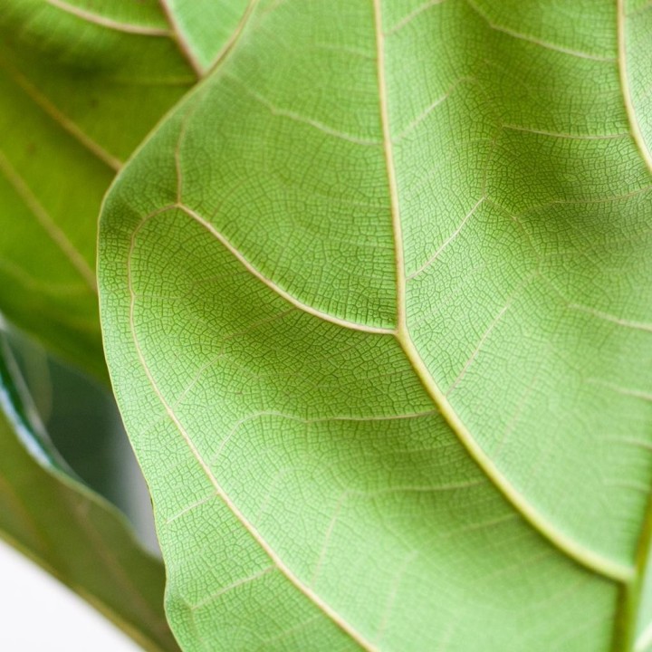 Ficus Lyrata With Viber Pot Grey - 80Cm - Ø21