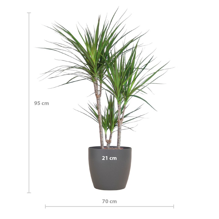 Dracaena Marginata With Viber Pot Gray - 95Cm - Ø21