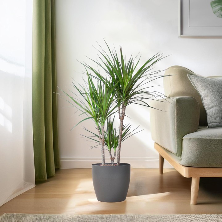 Dracaena Marginata With Viber Pot Gray - 95Cm - Ø21