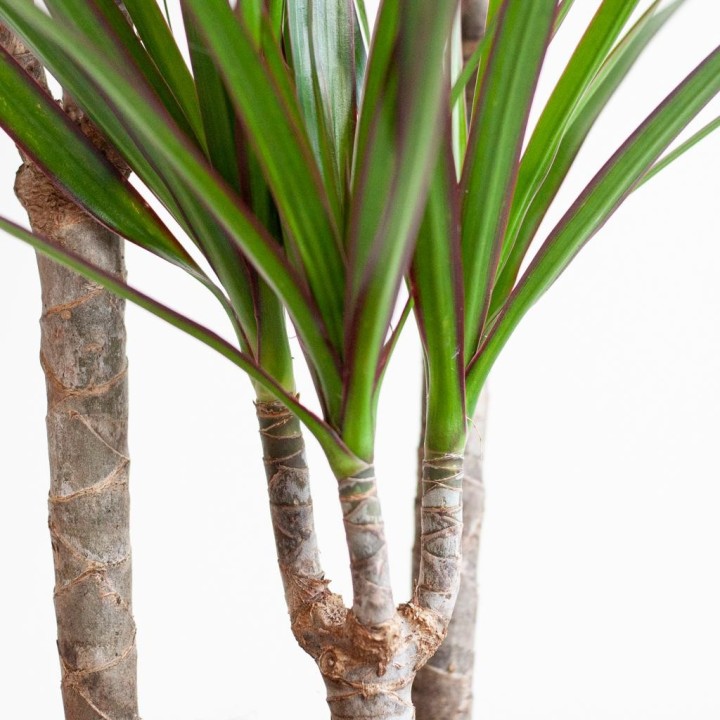 Dracaena Marginata With Viber Pot Gray - 95Cm - Ø21