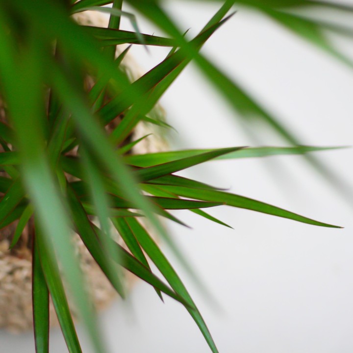 Dracaena Marginata With Viber Pot Gray - 95Cm - Ø21