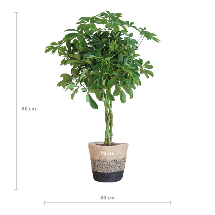 Schefflera Arab Nora With Basket Lisbon Black - 70Cm - Ø21