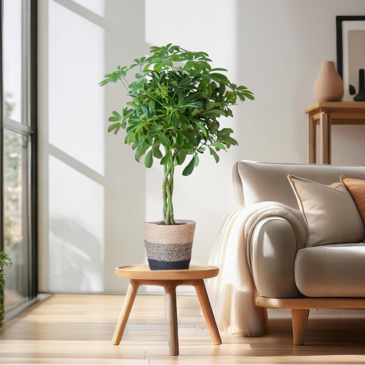 Schefflera Arab Nora With Basket Lisbon Black - 70Cm - Ø21