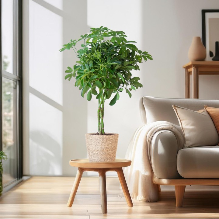 Schefflera Arab Nora With Basket Sofia Natural - 70Cm - Ø21