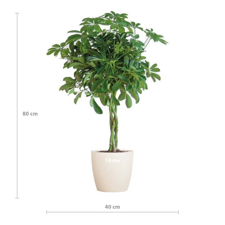 Schefflera Arab Nora With Viber White - 70Cm - Ø21