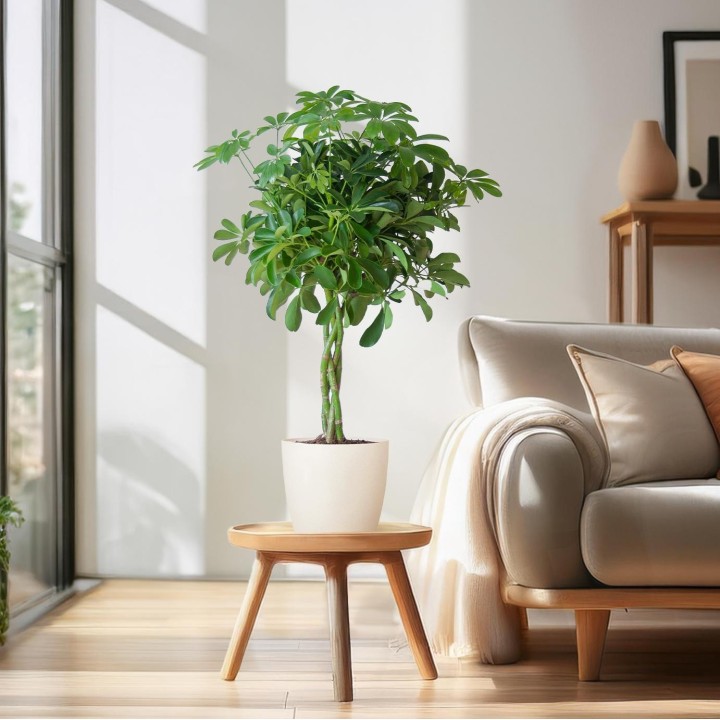 Schefflera Arab Nora With Viber White - 70Cm - Ø21