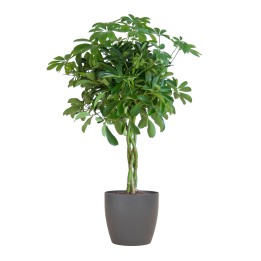 Schefflera Arab Nora With Viber Grey - 70Cm - Ø21