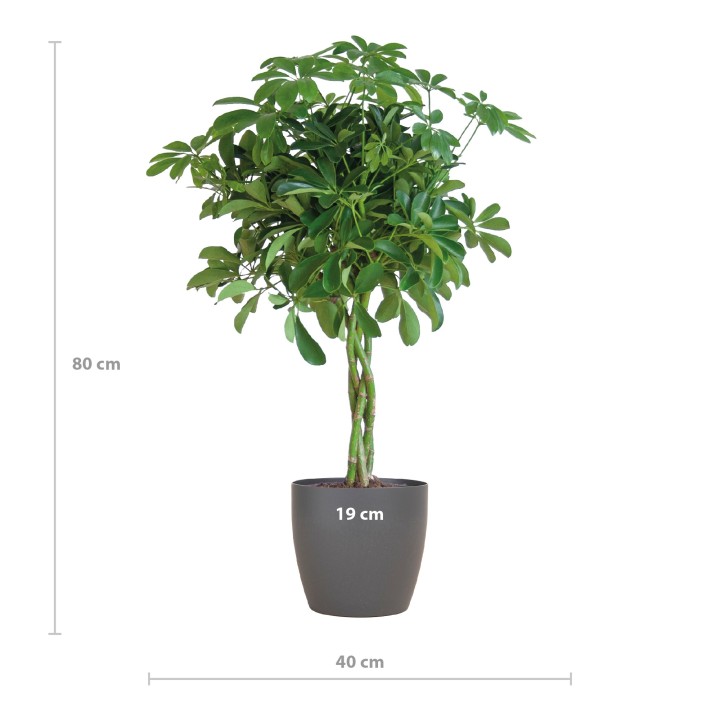 Schefflera Arab Nora With Viber Grey - 70Cm - Ø21
