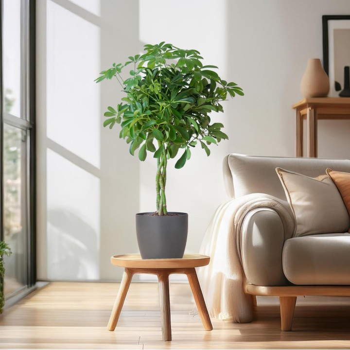 Schefflera Arab Nora With Viber Grey - 70Cm - Ø21