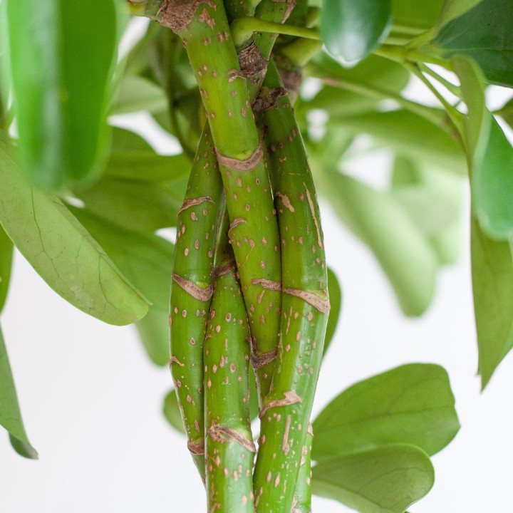 Schefflera Arab Nora With Viber Grey - 70Cm - Ø21