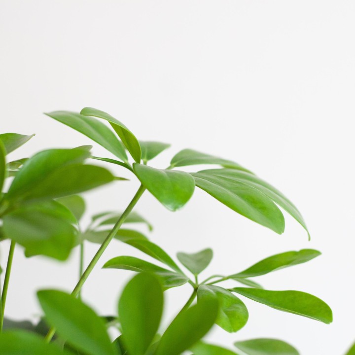 Schefflera Arab Nora With Viber Grey - 70Cm - Ø21