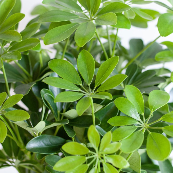 Schefflera Arab Nora With Viber Grey - 70Cm - Ø21