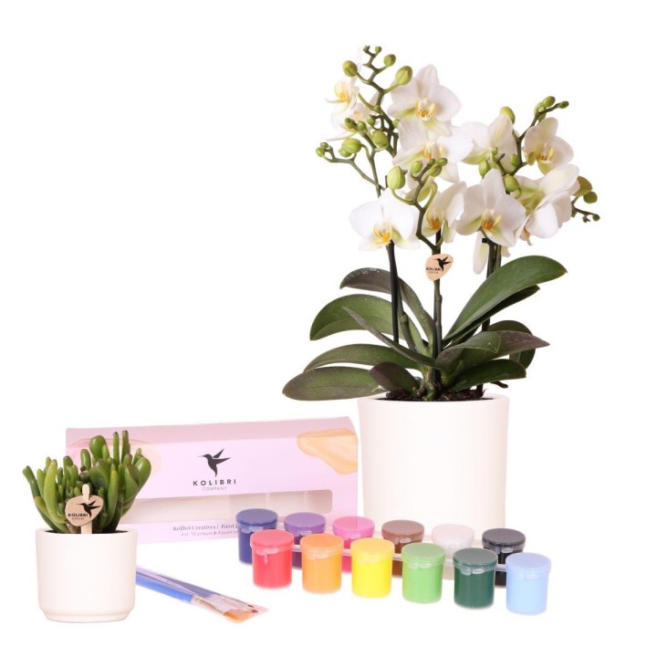Kolibri Creatives | Paint Kit For Painting 8 Flower Pots + Orchids And Succulents | For At Least 4 People | Creative Visionary