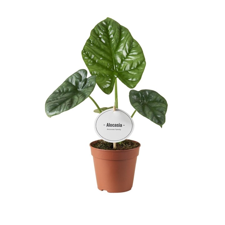 Alocasia Lukiwan - Ø12Cm - ↕20Cm