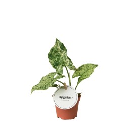 Syngonium Mottled - Ø6Cm - ↕15Cm