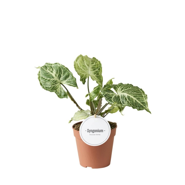 Syngonium Batik - Ø12Cm - ↕20Cm