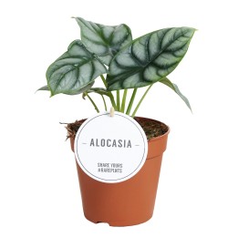 Alocasia Silver Dragon - Ø12Cm - ↕25Cm