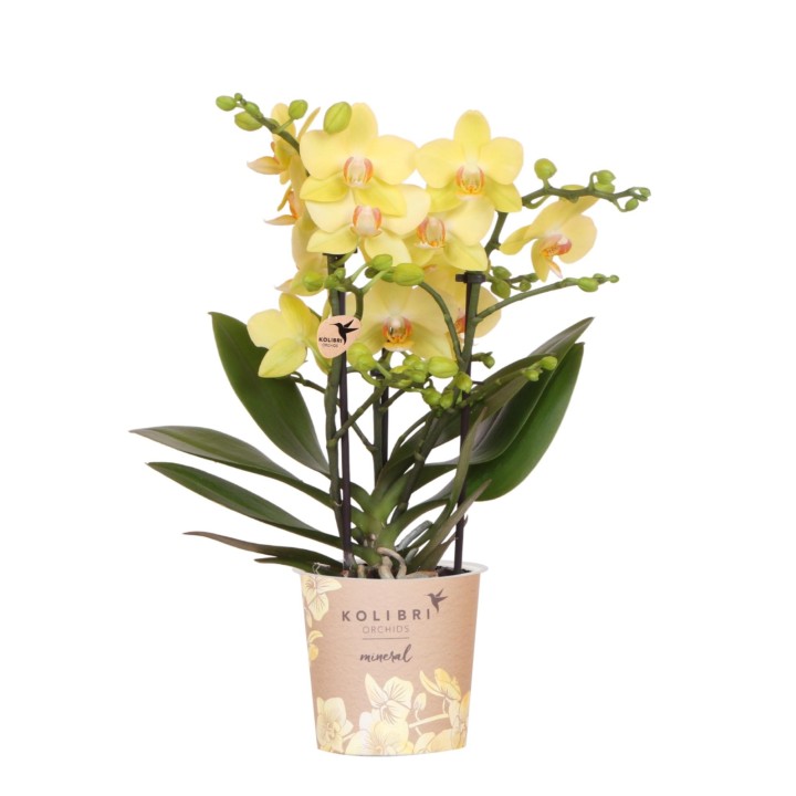orchidée Phalaenopsis Jaune - Albenga - Pot Ø9Cm