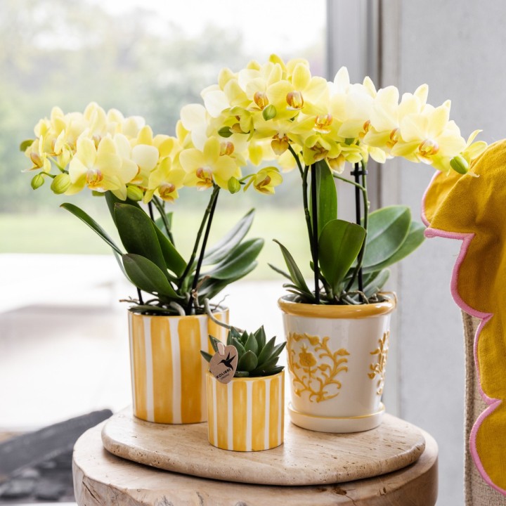 orchidée Phalaenopsis Jaune - Albenga - Pot Ø9Cm