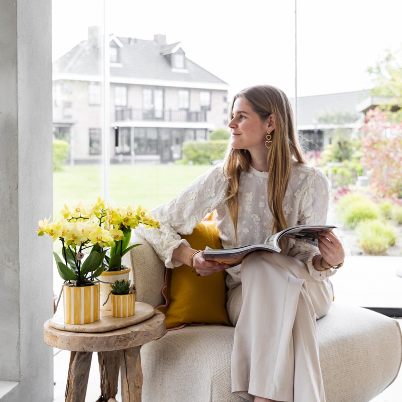 orchidée Phalaenopsis Jaune - Albenga - Pot Ø9Cm