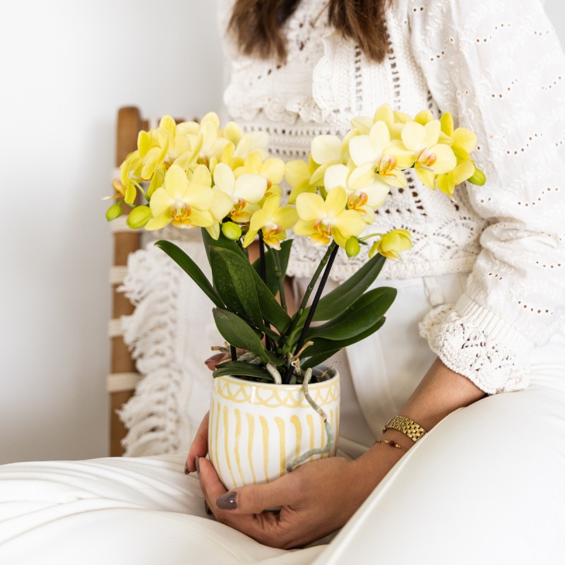 orchidée Phalaenopsis Jaune - Albenga - Pot Ø9Cm