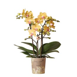 Orchidées Kolibri - Lima - Taille du pot Ø9Cm.