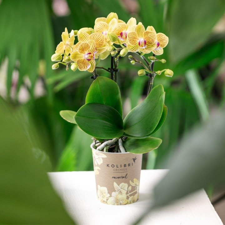 Orchidées Kolibri - Lima - Taille du pot Ø9Cm.