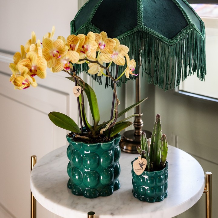 Orchidées Kolibri - Lima - Taille du pot Ø9Cm.