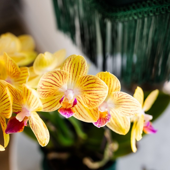 Orchidées Kolibri - Lima - Taille du pot Ø9Cm.