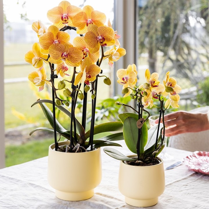 Orchidées Kolibri - Lima - Taille du pot Ø9Cm.