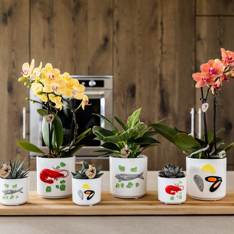 Orchidées Kolibri - Lima - Taille du pot Ø9Cm.