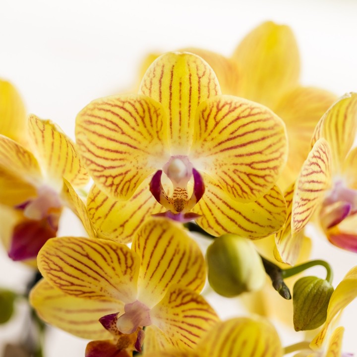 Orchidées Kolibri - Lima - Taille du pot Ø9Cm.