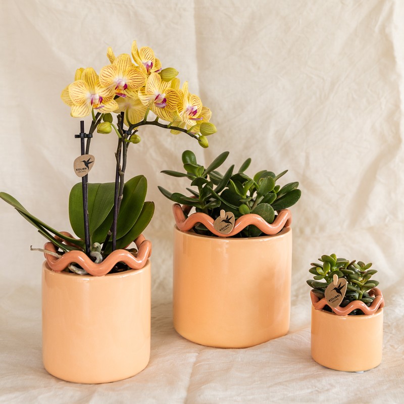Orchidées Kolibri - Lima - Taille du pot Ø9Cm.