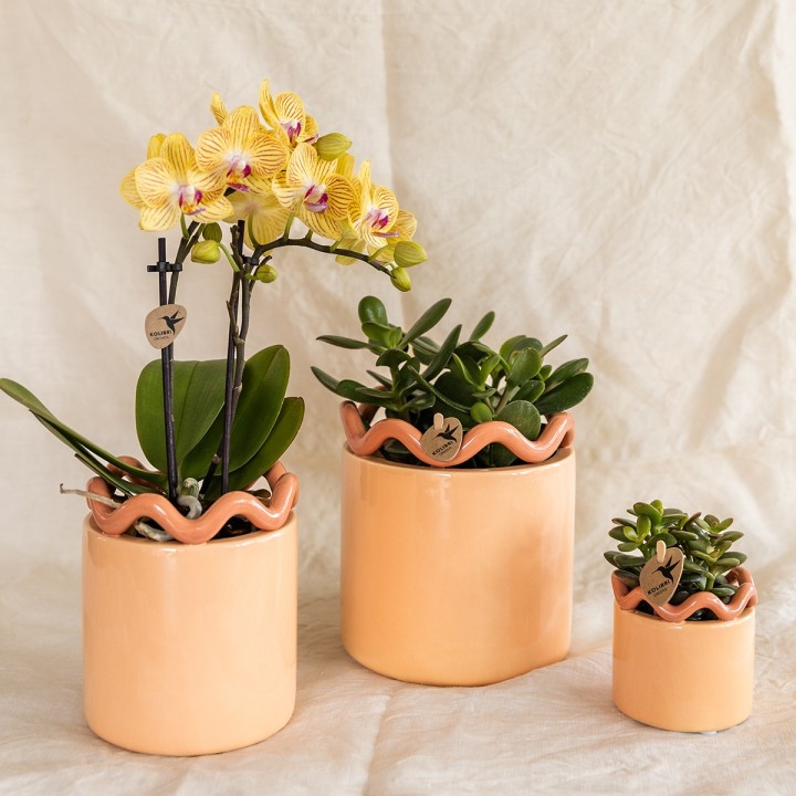 Orchidées Kolibri - Lima - Taille du pot Ø9Cm.