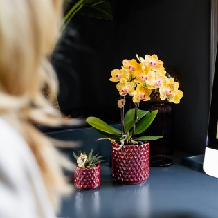 Orchidées Kolibri - Lima - Taille du pot Ø9Cm.