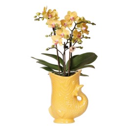 Kolibri Orchids | Yellow Orchid Lima + Fish Decorative Pot – Pot Size Ø9Cm | Flowering Houseplant – Fresh From The Grower
